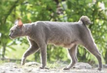 Busok Raas Diakui Dunia, Wajah Juteknya Ternyata Menyimpan Banyak Kisah