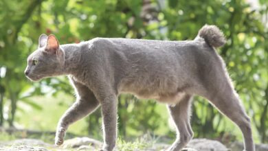 Busok Raas Diakui Dunia, Wajah Juteknya Ternyata Menyimpan Banyak Kisah