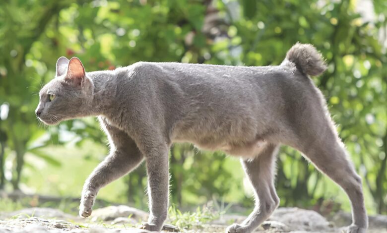 Busok Raas Diakui Dunia, Wajah Juteknya Ternyata Menyimpan Banyak Kisah