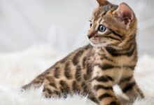 Bermula dari Persilangan Kontroversial, Kucing Bengal Kini Jadi Ras yang Diincar