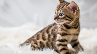 Bermula dari Persilangan Kontroversial, Kucing Bengal Kini Jadi Ras yang Diincar
