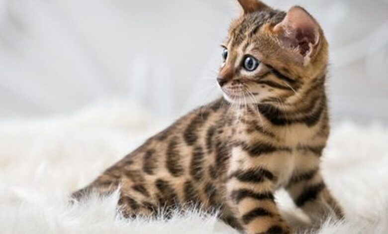 Bermula dari Persilangan Kontroversial, Kucing Bengal Kini Jadi Ras yang Diincar