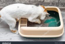 4 Fakta Ilmiah di Balik Kucing Mengubur Kotoran, Naluri Tua yang Masih Bertahan