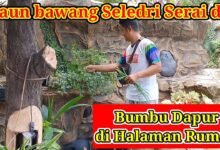 10 Bumbu Dapur Ini Justru Makin Tangguh Saat Kemarau, Panennya Tetap Jalan
