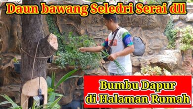 10 Bumbu Dapur Ini Justru Makin Tangguh Saat Kemarau, Panennya Tetap Jalan