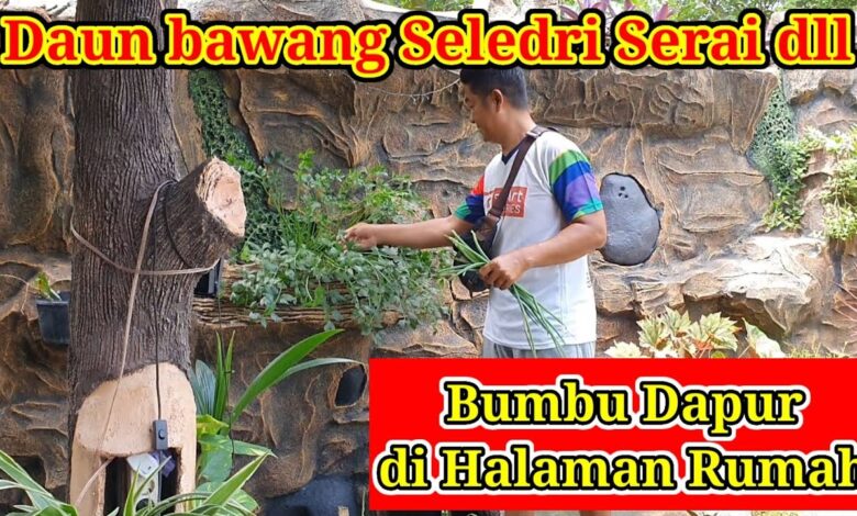 10 Bumbu Dapur Ini Justru Makin Tangguh Saat Kemarau, Panennya Tetap Jalan