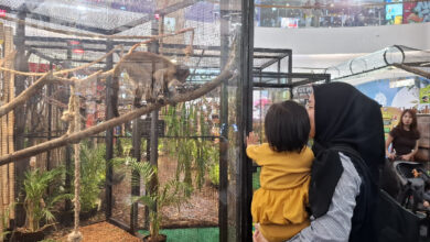 350 Satwa Hadir di The Park Semarang, Libur Sekolah Berubah Jadi Kelas Konservasi