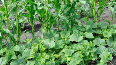 Jagung dan Kacang Merah Bisa Satu Lahan, Ini Kunci Tumpang Sari yang Efisien