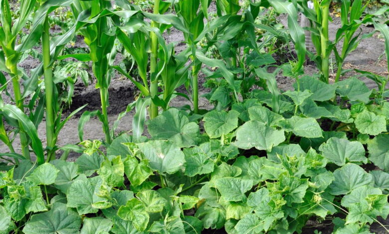 Jagung dan Kacang Merah Bisa Satu Lahan, Ini Kunci Tumpang Sari yang Efisien