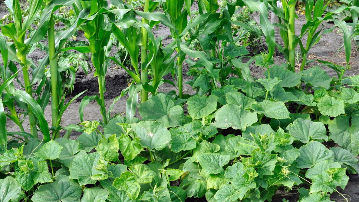 Jagung dan Kacang Merah Bisa Satu Lahan, Ini Kunci Tumpang Sari yang Efisien