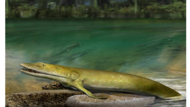Jari Manusia Ternyata Berawal dari Kloaka Ikan Purba, Bukti Evolusinya Mengejutkan