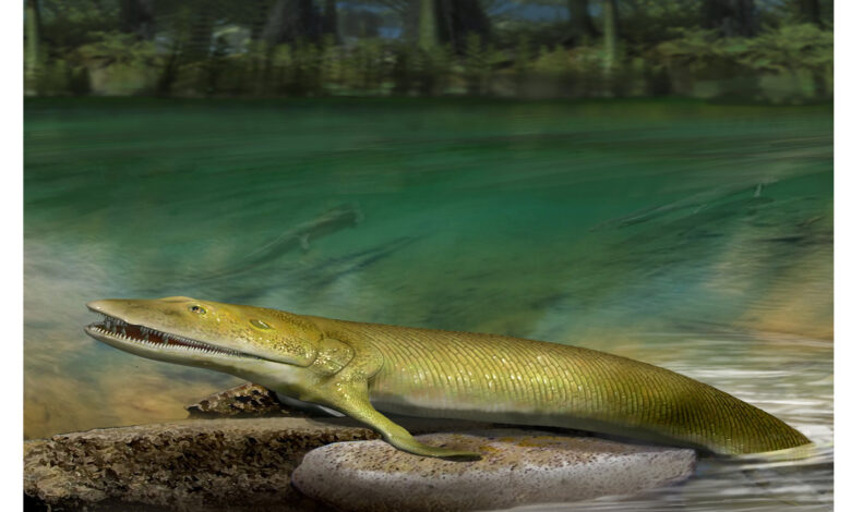 Jari Manusia Ternyata Berawal dari Kloaka Ikan Purba, Bukti Evolusinya Mengejutkan