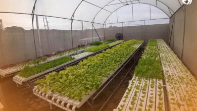 6 Tanaman Hidroponik Minimalis yang Bikin Rumah Lebih Segar Tanpa Ribet