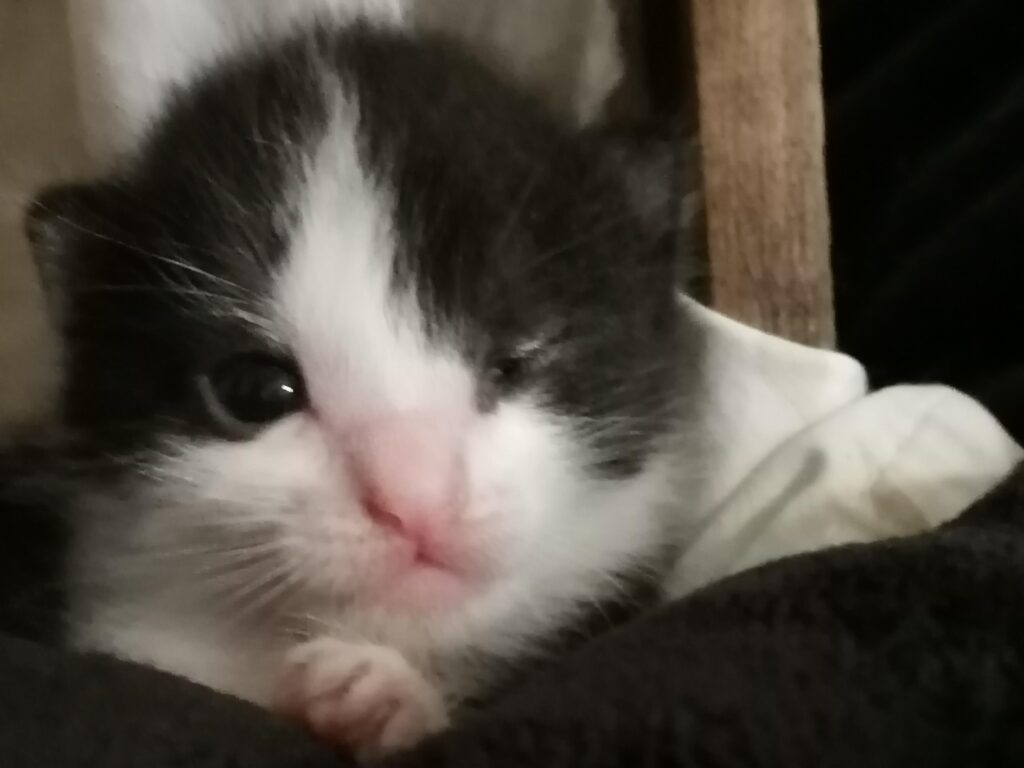 Mata Anak Kucing Tak Langsung Terbuka, Tanda Awal Ini Justru Perlu Dipantau