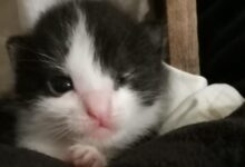 Mata Anak Kucing Tak Langsung Terbuka, Tanda Awal Ini Justru Perlu Dipantau