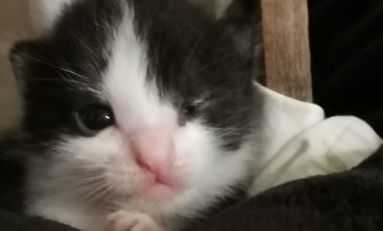 Mata Anak Kucing Tak Langsung Terbuka, Tanda Awal Ini Justru Perlu Dipantau