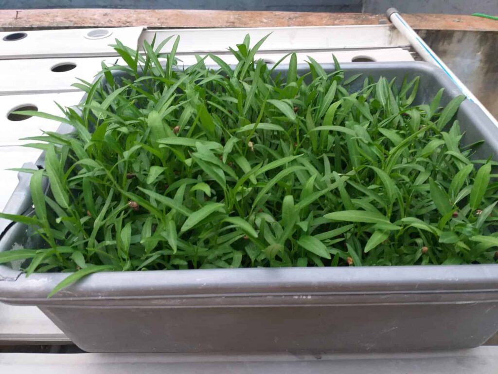 Kangkung Bisa Dipanen Dalam 2 Minggu, Cara Termudah Menanam Sayur di Rumah