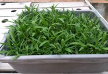 Kangkung Bisa Dipanen Dalam 2 Minggu, Cara Termudah Menanam Sayur di Rumah