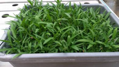 Kangkung Bisa Dipanen Dalam 2 Minggu, Cara Termudah Menanam Sayur di Rumah
