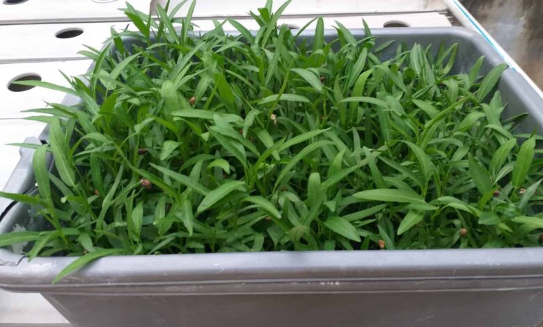Kangkung Bisa Dipanen Dalam 2 Minggu, Cara Termudah Menanam Sayur di Rumah