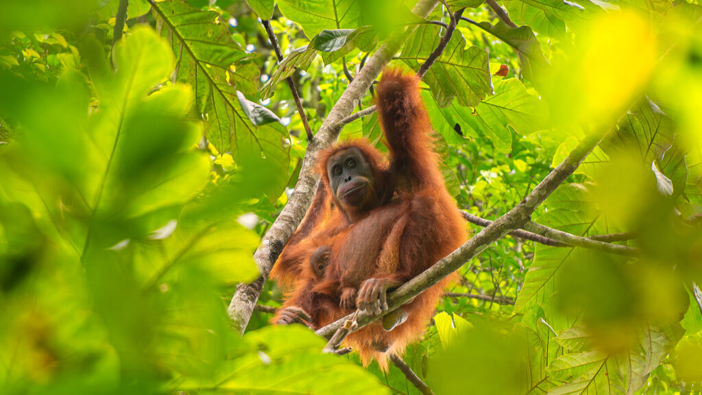 Lumpur Topan Senyar Menewaskan 58 Orangutan Tapanuli, Habitatnya Kian Terjepit