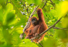 Lumpur Topan Senyar Menewaskan 58 Orangutan Tapanuli, Habitatnya Kian Terjepit