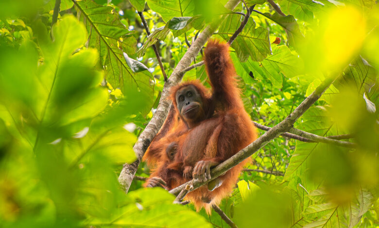 Lumpur Topan Senyar Menewaskan 58 Orangutan Tapanuli, Habitatnya Kian Terjepit