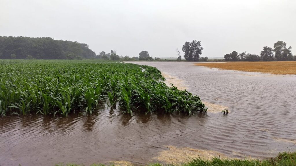 15 Pohon Buah Ini Tahan Lahan Sawah Basah, Potensi Tambah Penghasilan Petani