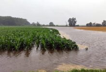 15 Pohon Buah Ini Tahan Lahan Sawah Basah, Potensi Tambah Penghasilan Petani