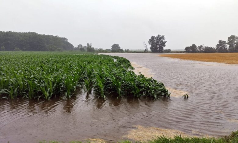 15 Pohon Buah Ini Tahan Lahan Sawah Basah, Potensi Tambah Penghasilan Petani