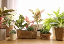 5 Tanaman Vas Minimalis yang Membuat Sudut Rumah Kecil Terlihat Lebih Mewah