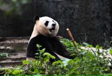 Rio Tumbuh Sehat, Panda Pertama Indonesia Ini Jadi Simbol Konservasi Besar