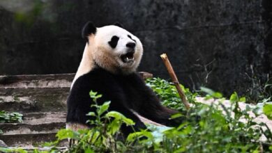 Rio Tumbuh Sehat, Panda Pertama Indonesia Ini Jadi Simbol Konservasi Besar
