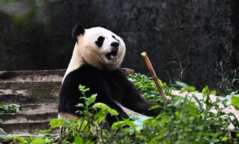 Rio Tumbuh Sehat, Panda Pertama Indonesia Ini Jadi Simbol Konservasi Besar