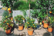 9 Pohon Buah Ini Bisa Bikin Halaman Teduh Tanpa Cepat Merusak Paving