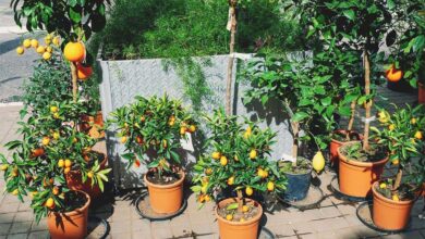 9 Pohon Buah Ini Bisa Bikin Halaman Teduh Tanpa Cepat Merusak Paving