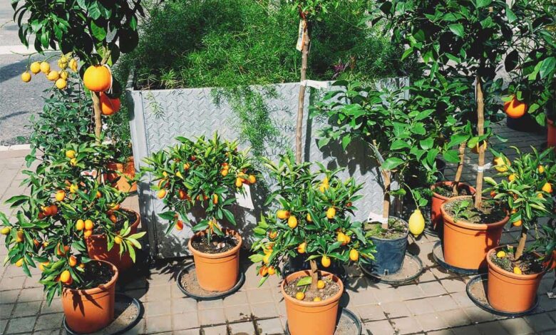 9 Pohon Buah Ini Bisa Bikin Halaman Teduh Tanpa Cepat Merusak Paving