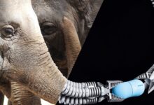 Belalai Gajah Mengajarkan Robot Cara Lebih Tahan, Sensitif, dan Tidak Mudah Rusak