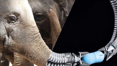 Belalai Gajah Mengajarkan Robot Cara Lebih Tahan, Sensitif, dan Tidak Mudah Rusak