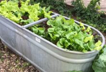 5 Sayur Ini Ternyata Mudah Ditanam di Pot, Hasilnya Juga Cepat Dipanen
