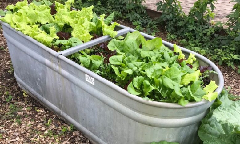 5 Sayur Ini Ternyata Mudah Ditanam di Pot, Hasilnya Juga Cepat Dipanen