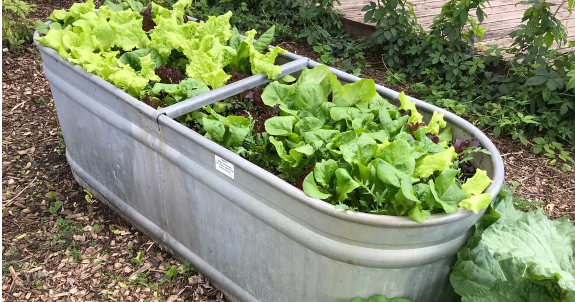 5 Sayur Ini Ternyata Mudah Ditanam di Pot, Hasilnya Juga Cepat Dipanen