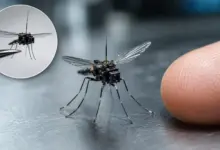 Google Siapkan Lepas 32 Juta Nyamuk, Eksperimen Biologis Ini Picu Tanda Tanya Besar