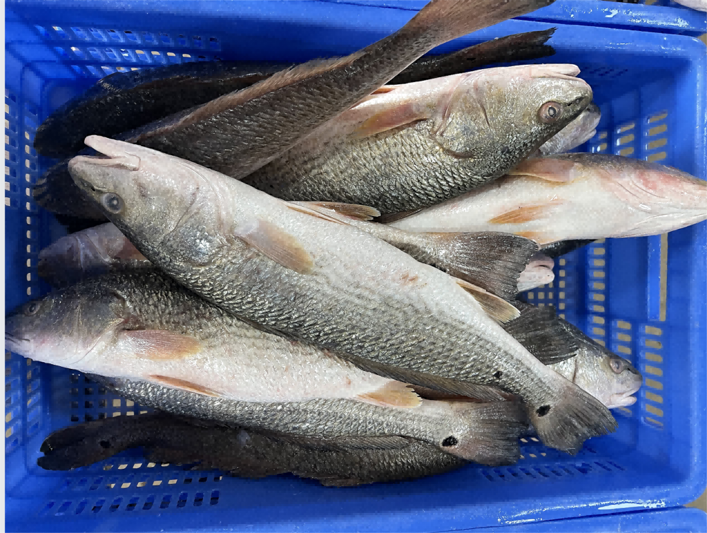 5 Ikan Selain Nila yang Bisa Dipelihara di Drum, Panennya Cepat dan Menjanjikan