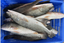 5 Ikan Selain Nila yang Bisa Dipelihara di Drum, Panennya Cepat dan Menjanjikan