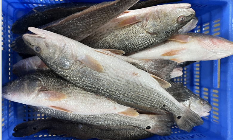 5 Ikan Selain Nila yang Bisa Dipelihara di Drum, Panennya Cepat dan Menjanjikan