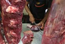 Lahan Sawit Jadi Mesin Sapi Nasional, Kalimantan Selatan Punya Peluang Besar