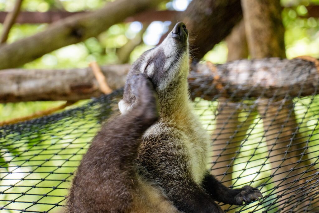 Aktif di Siang Hari dan Penyerbuk Alami, Coati Hidung Putih Punya Peran yang Tak Biasa