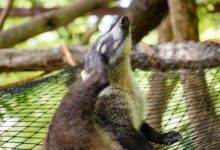 Aktif di Siang Hari dan Penyerbuk Alami, Coati Hidung Putih Punya Peran yang Tak Biasa