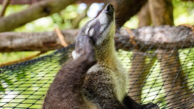 Aktif di Siang Hari dan Penyerbuk Alami, Coati Hidung Putih Punya Peran yang Tak Biasa